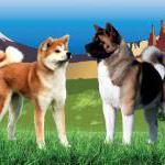 Germany: Akita Club e.V. 40th Anniversary Show